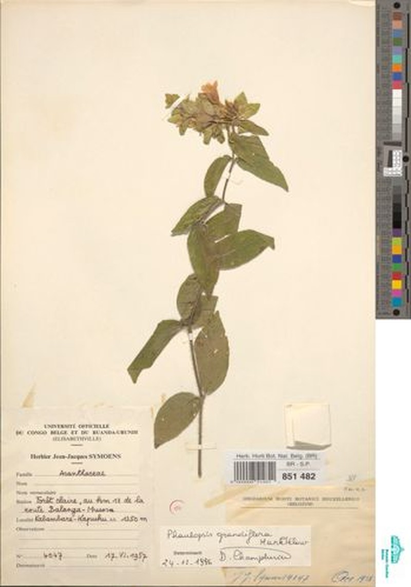 Phaulopsis grandiflora photo 4