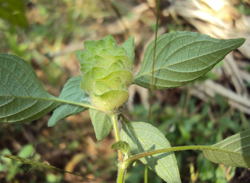 Phaulopsis imbricata