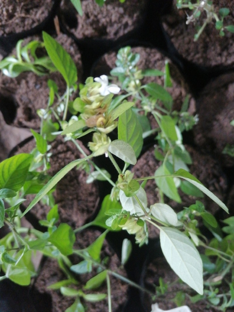 Phaulopsis imbricata photo 2