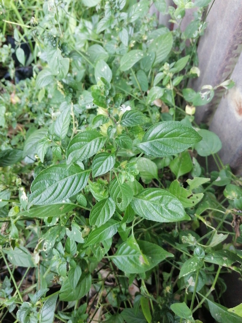 Phaulopsis imbricata photo 3