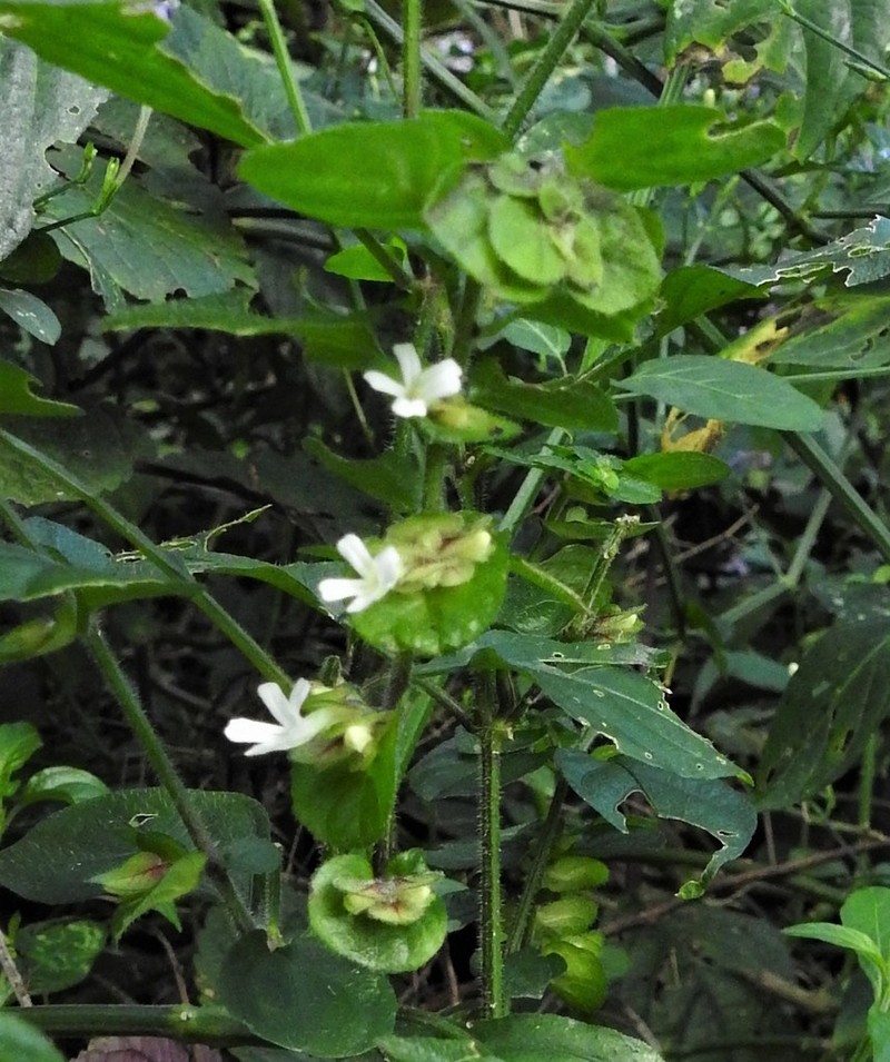 Phaulopsis imbricata photo 4