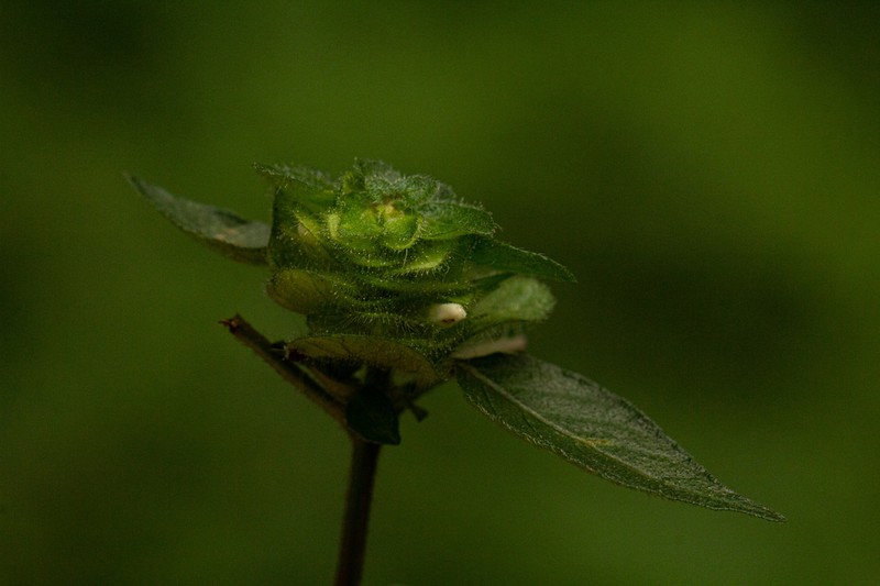 Phaulopsis imbricata photo 5