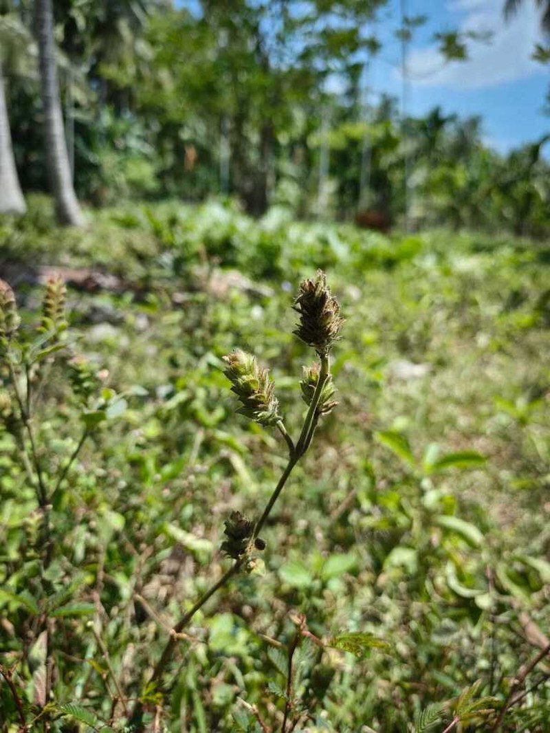 Phaulopsis imbricata photo 6