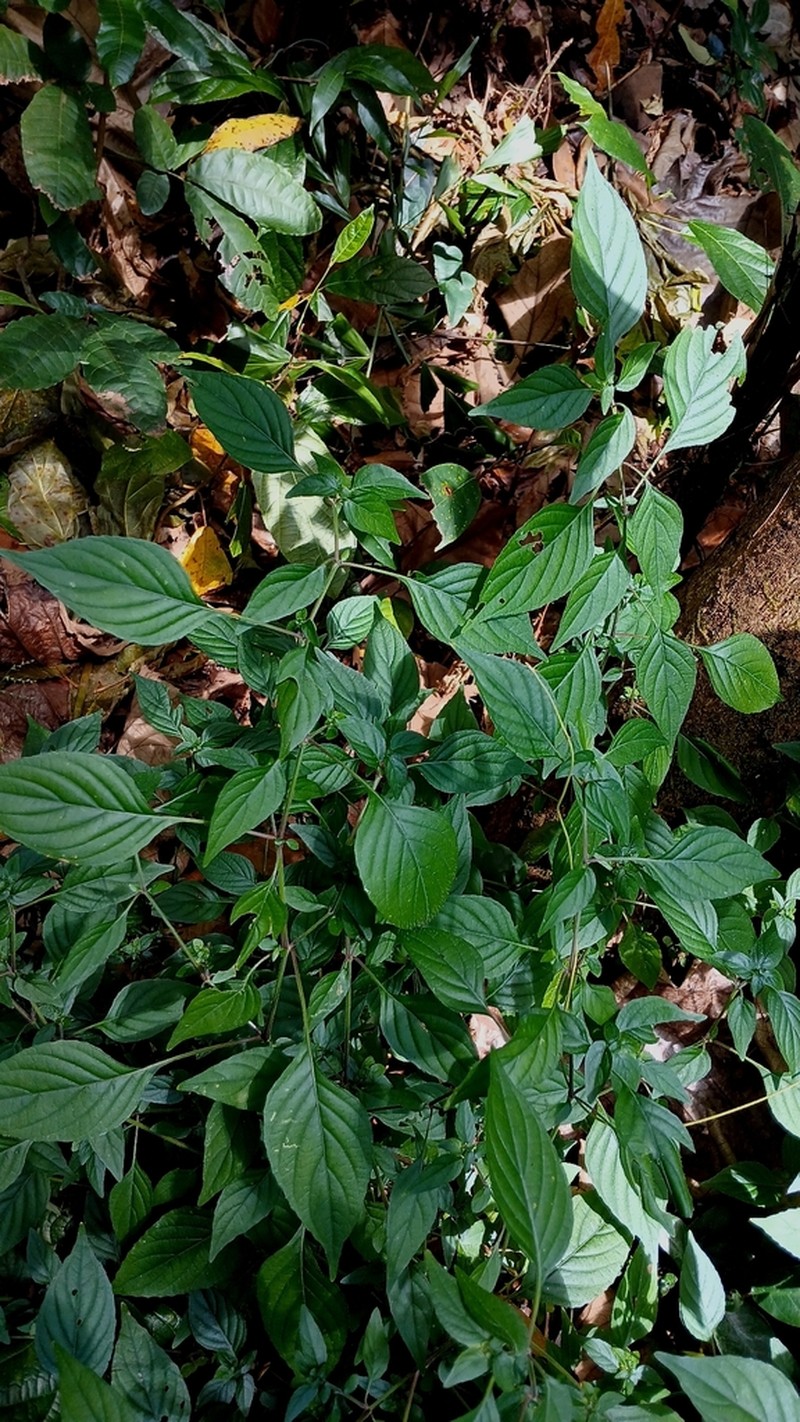 Phaulopsis imbricata photo 7