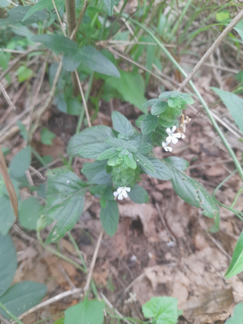 Phaulopsis imbricata subsp. imbricata