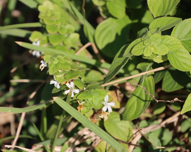 Phaulopsis imbricata subsp. imbricata photo 2