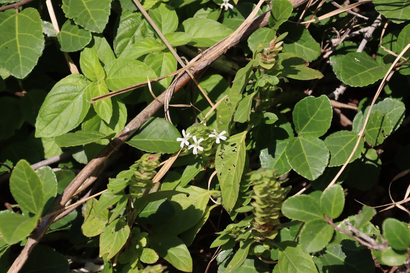 Phaulopsis imbricata subsp. imbricata photo 3
