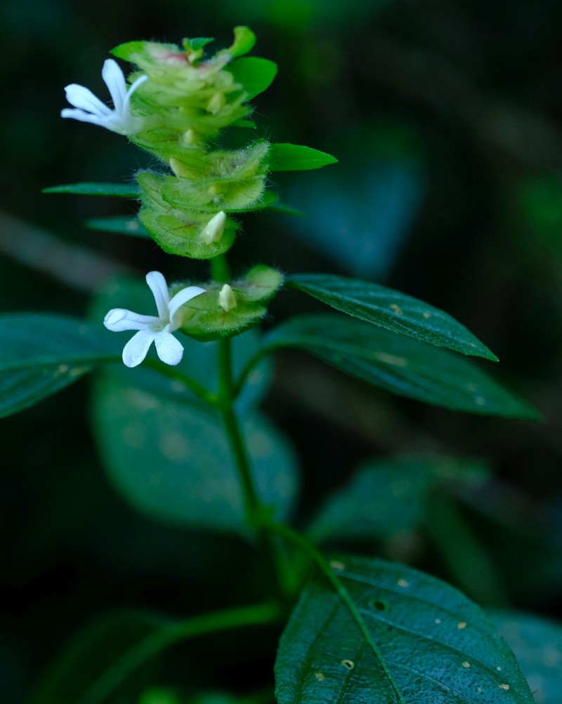 Phaulopsis imbricata subsp. imbricata photo 4