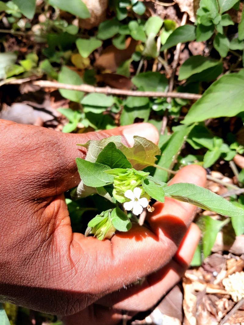 Phaulopsis imbricata subsp. madagascariensis