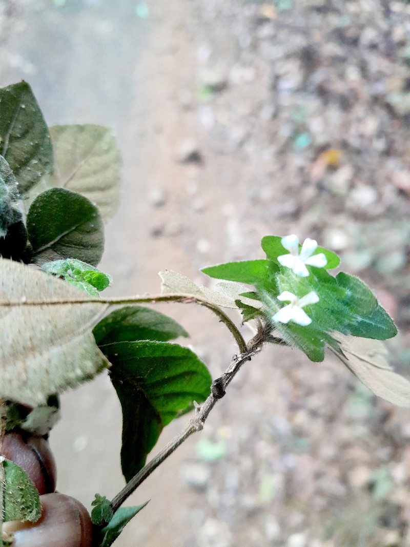 Phaulopsis imbricata subsp. madagascariensis photo 2