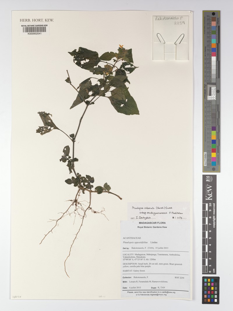 Phaulopsis imbricata subsp. madagascariensis photo 3