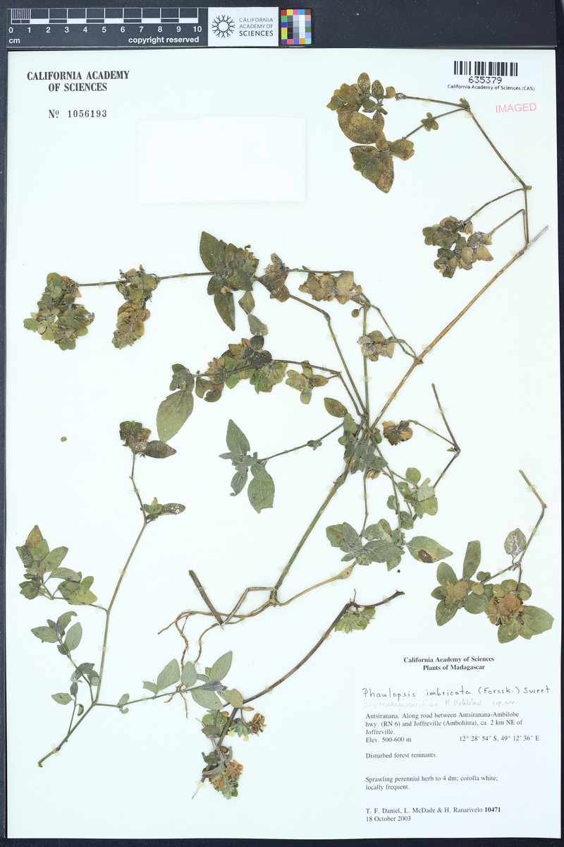 Phaulopsis imbricata subsp. madagascariensis photo 4