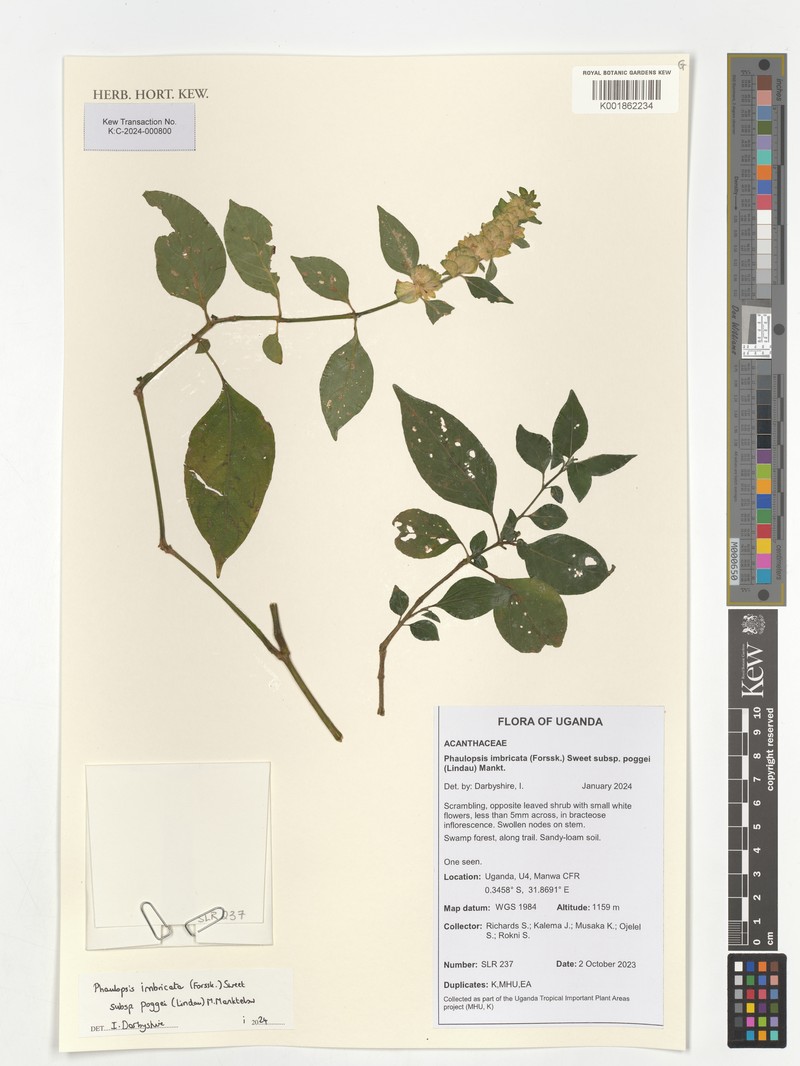 Phaulopsis imbricata subsp. poggei