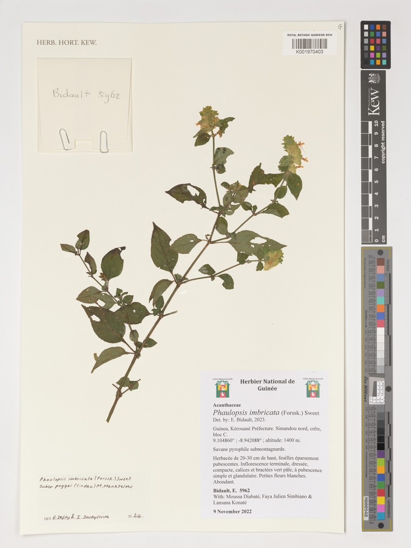 Phaulopsis imbricata subsp. poggei photo 2