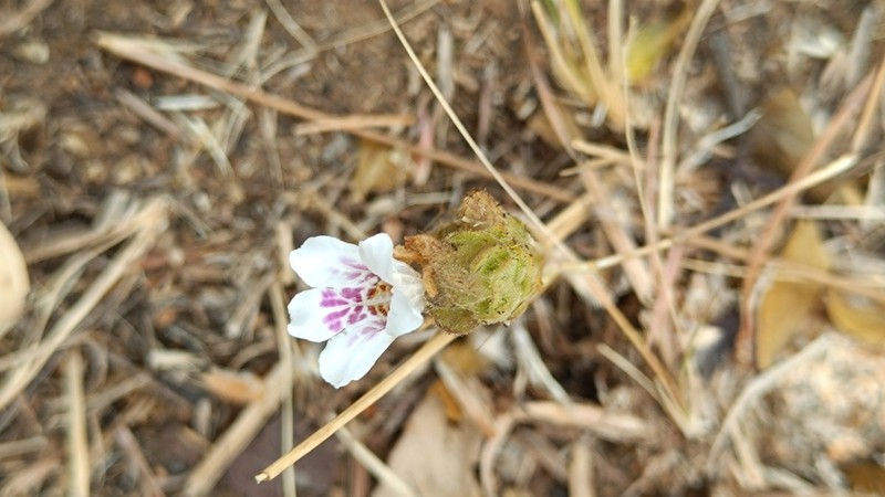 Phaulopsis johnstonii photo 2