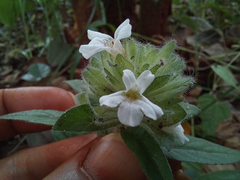 Phaulopsis johnstonii photo 3