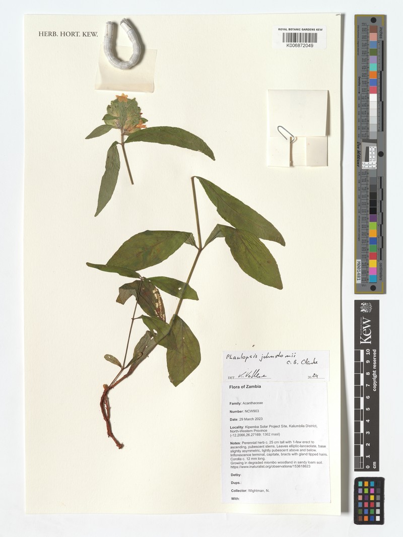Phaulopsis johnstonii photo 4