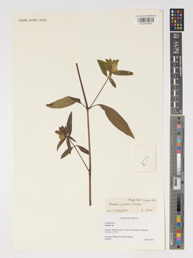 Phaulopsis johnstonii photo 5