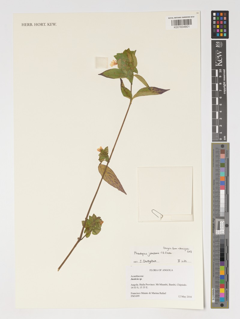 Phaulopsis johnstonii photo 6