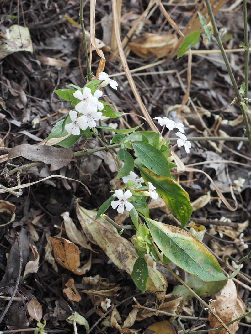 Phaulopsis lankesterioides photo 2