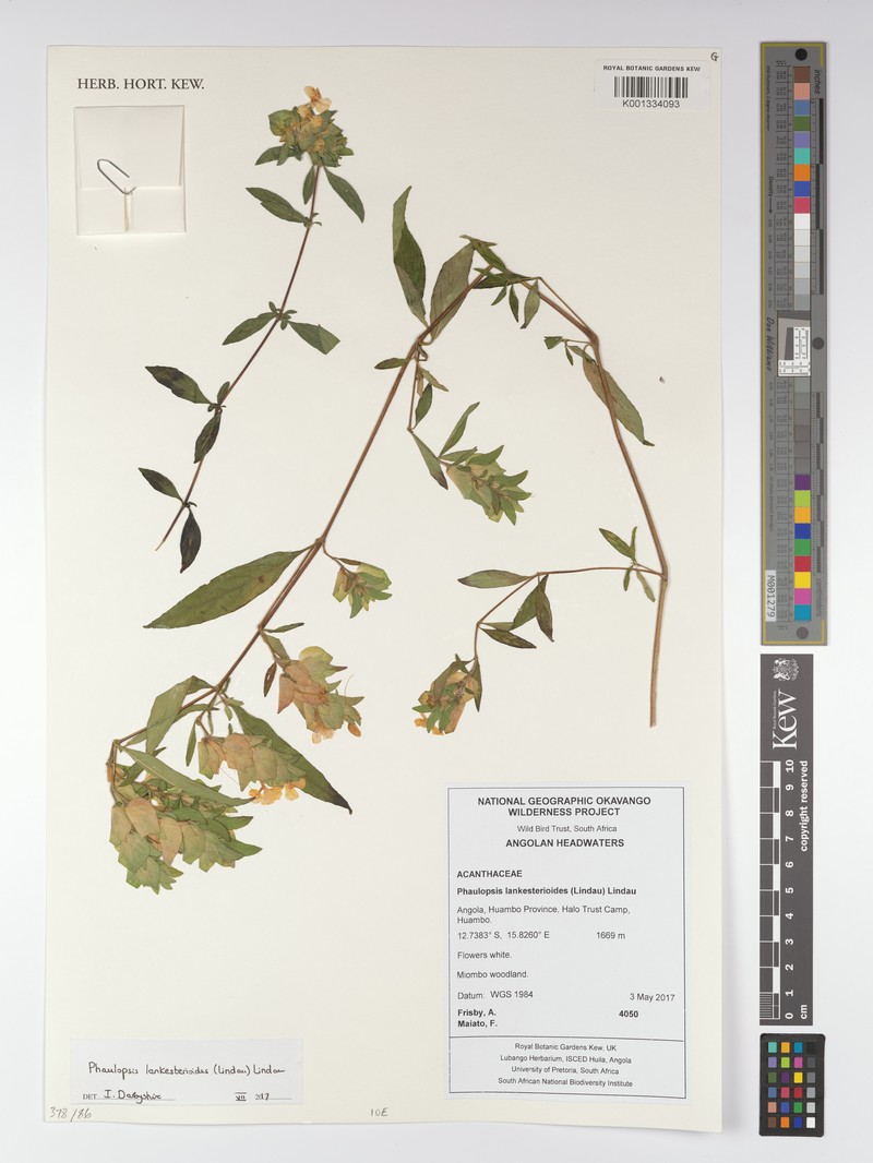 Phaulopsis lankesterioides photo 5