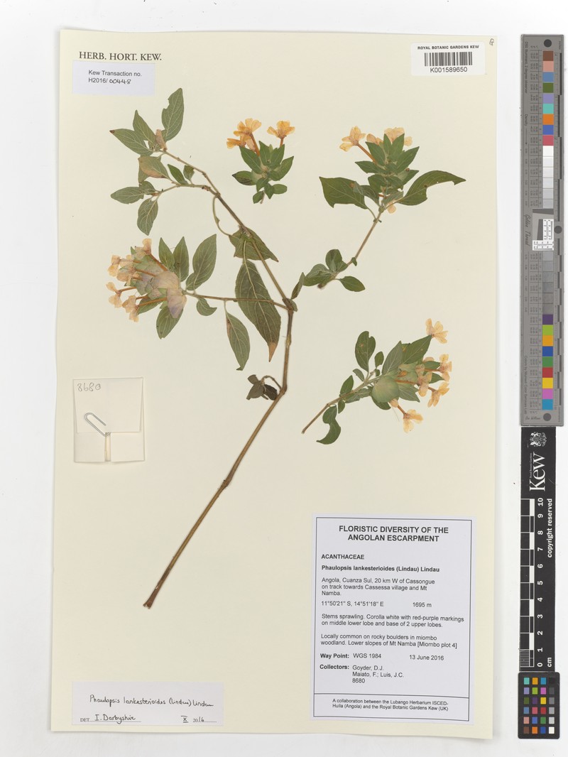 Phaulopsis lankesterioides photo 6