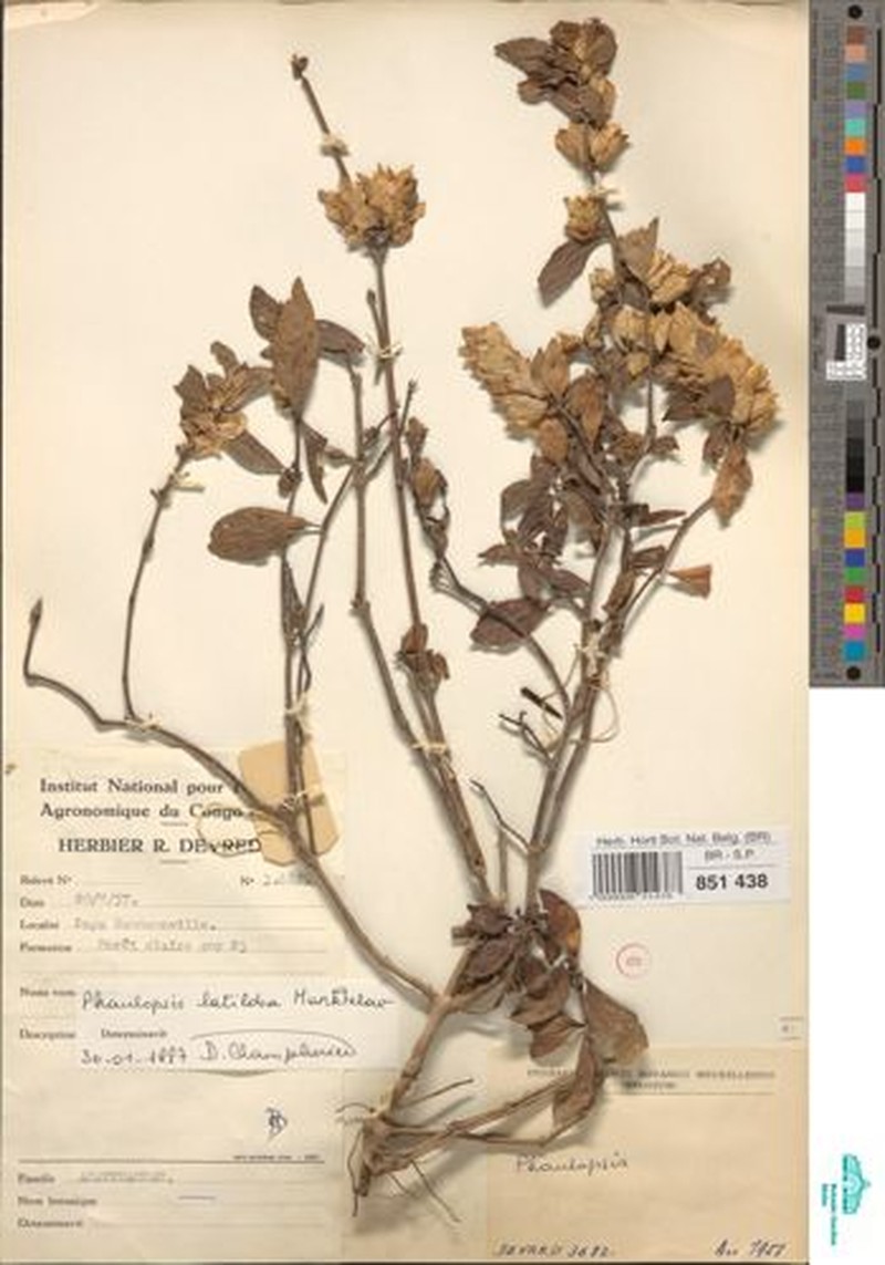 Phaulopsis latiloba