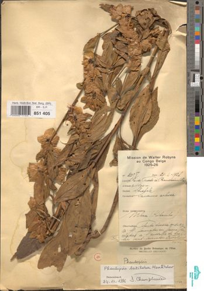 Phaulopsis latiloba photo 2