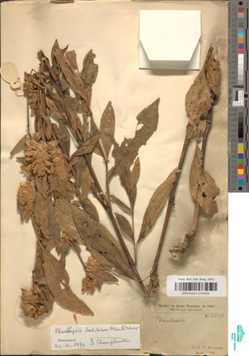Phaulopsis latiloba photo 3