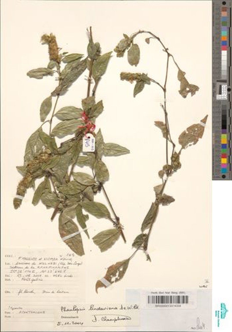Phaulopsis lindaviana