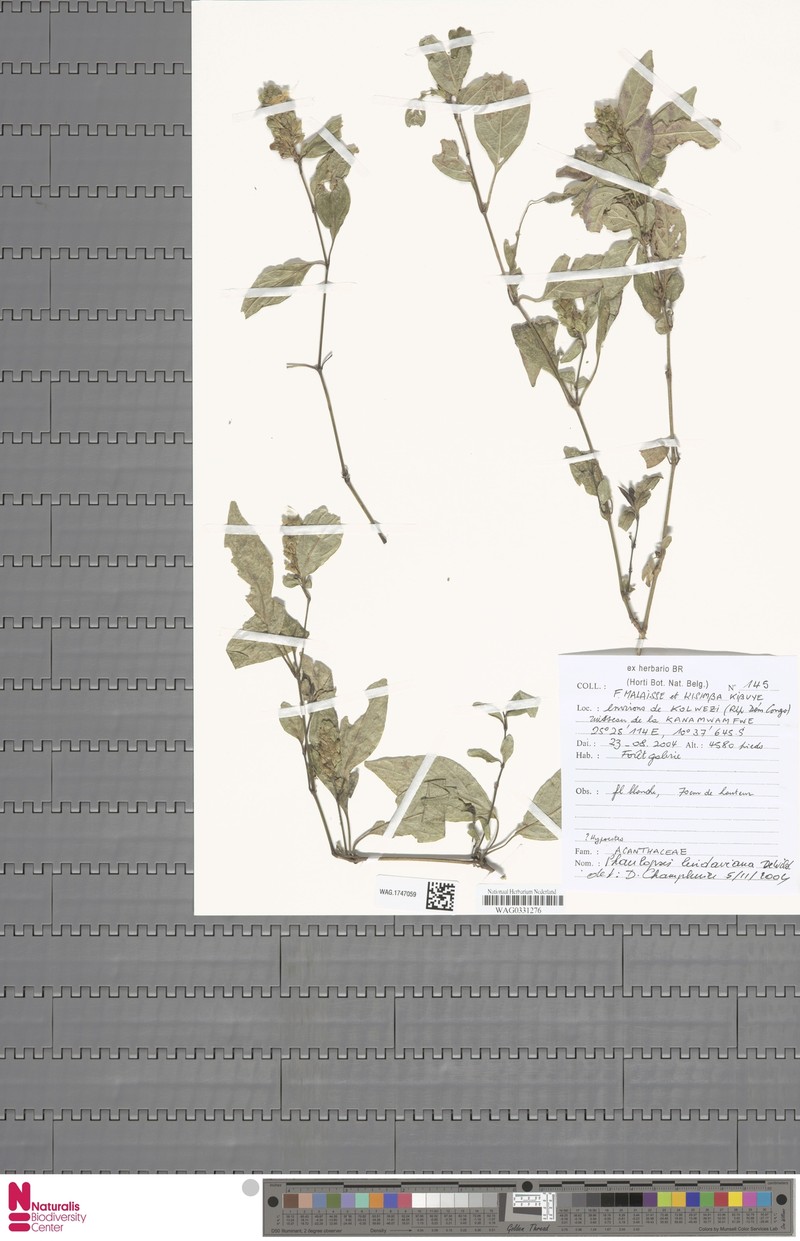 Phaulopsis lindaviana photo 2