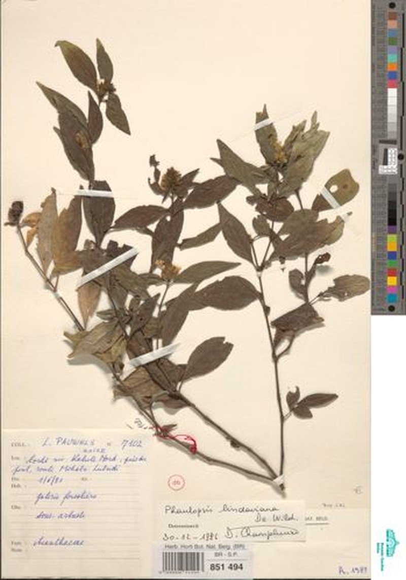 Phaulopsis lindaviana photo 3