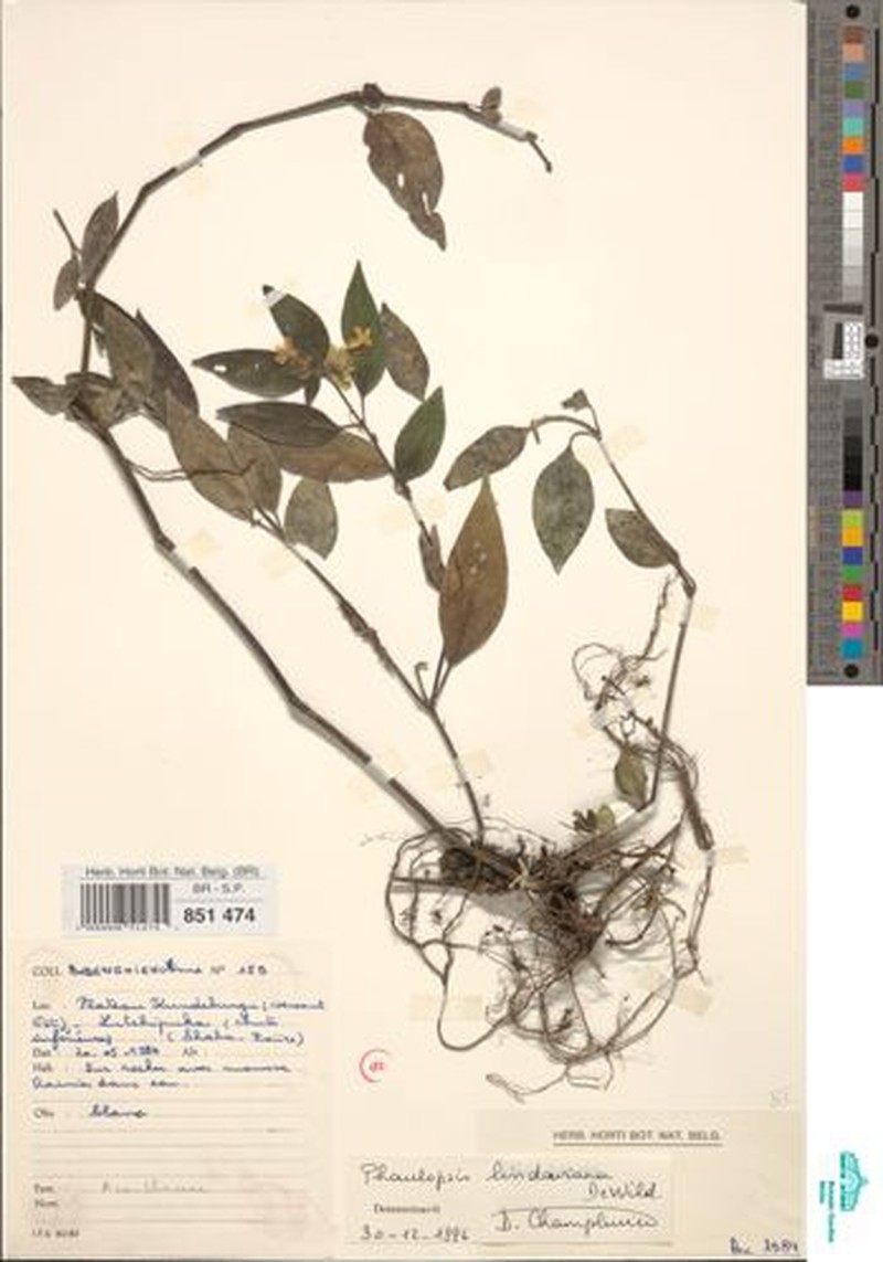 Phaulopsis lindaviana photo 4
