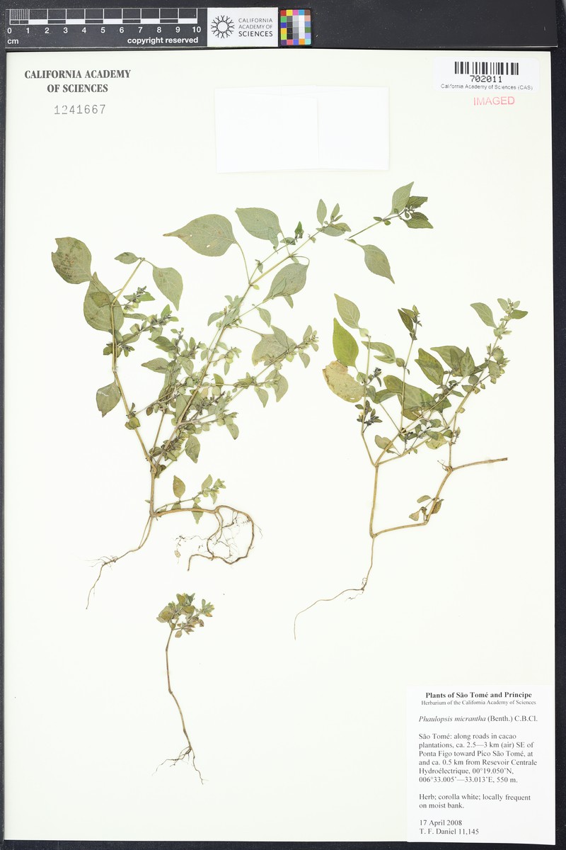 Phaulopsis micrantha