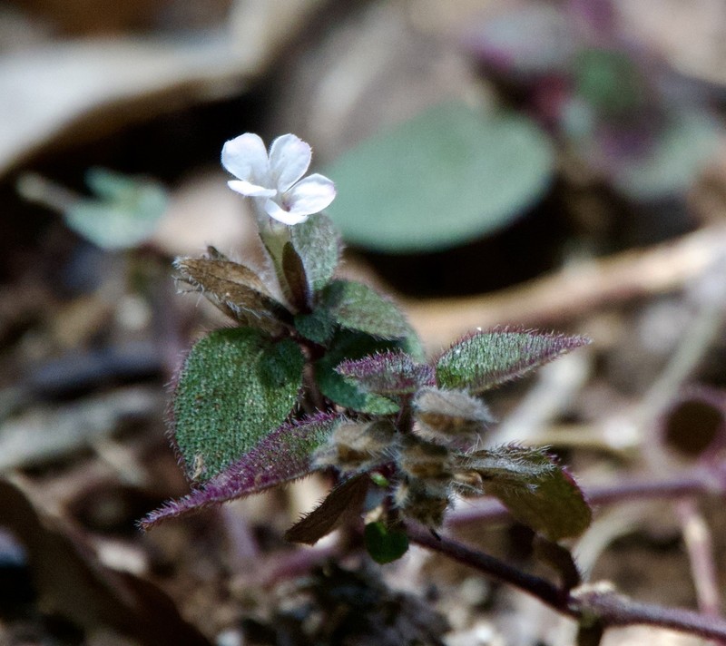 Phaulopsis pulchella photo 2