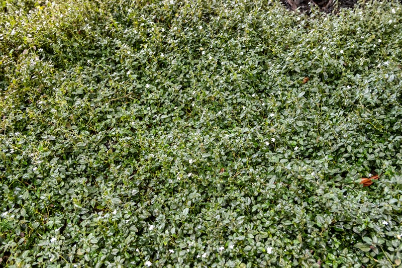 Phaulopsis pulchella photo 4