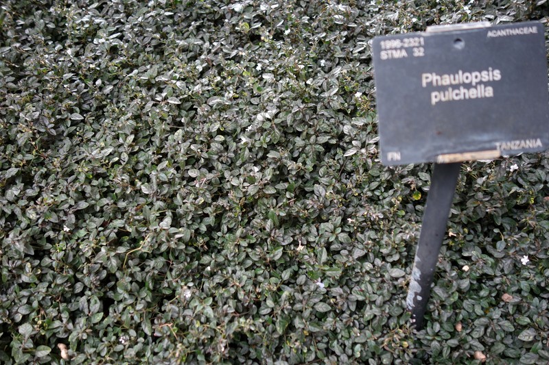 Phaulopsis pulchella photo 5