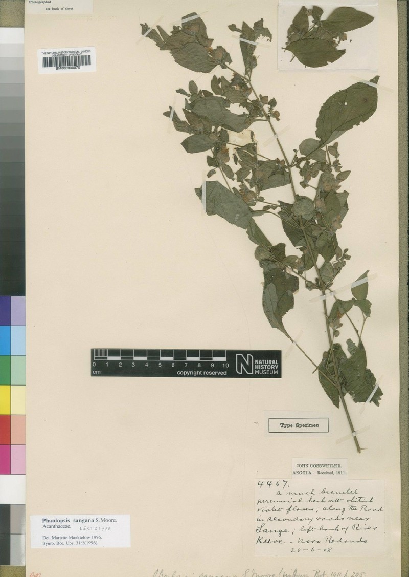Phaulopsis sangana
