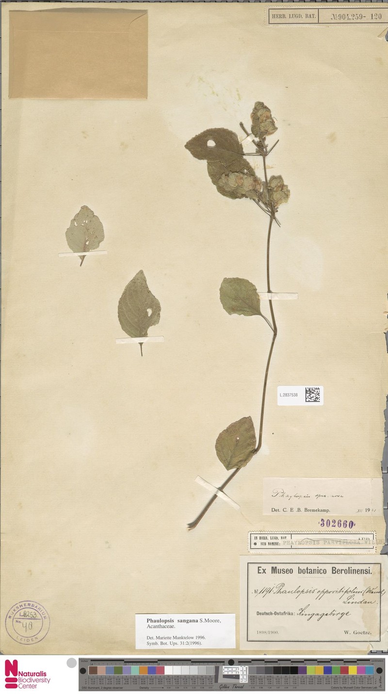Phaulopsis sangana photo 2