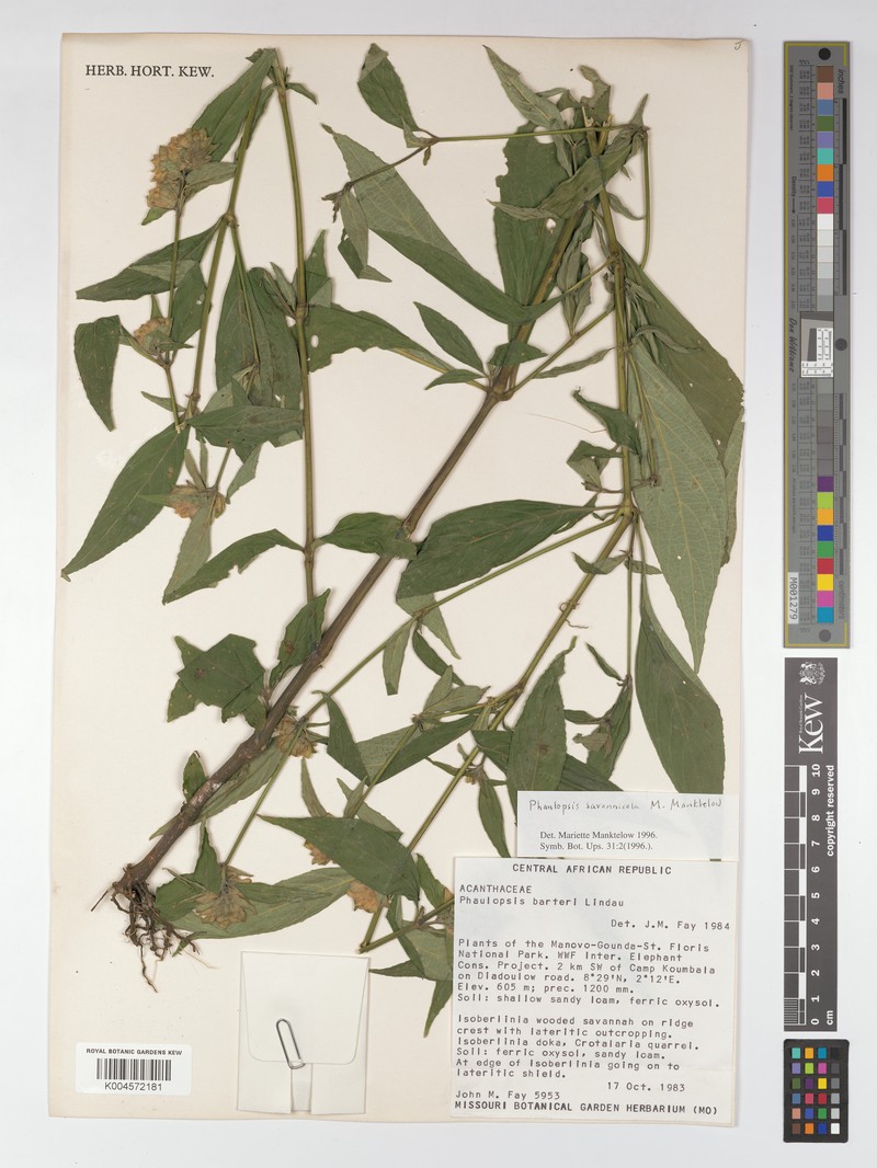 Phaulopsis savannicola