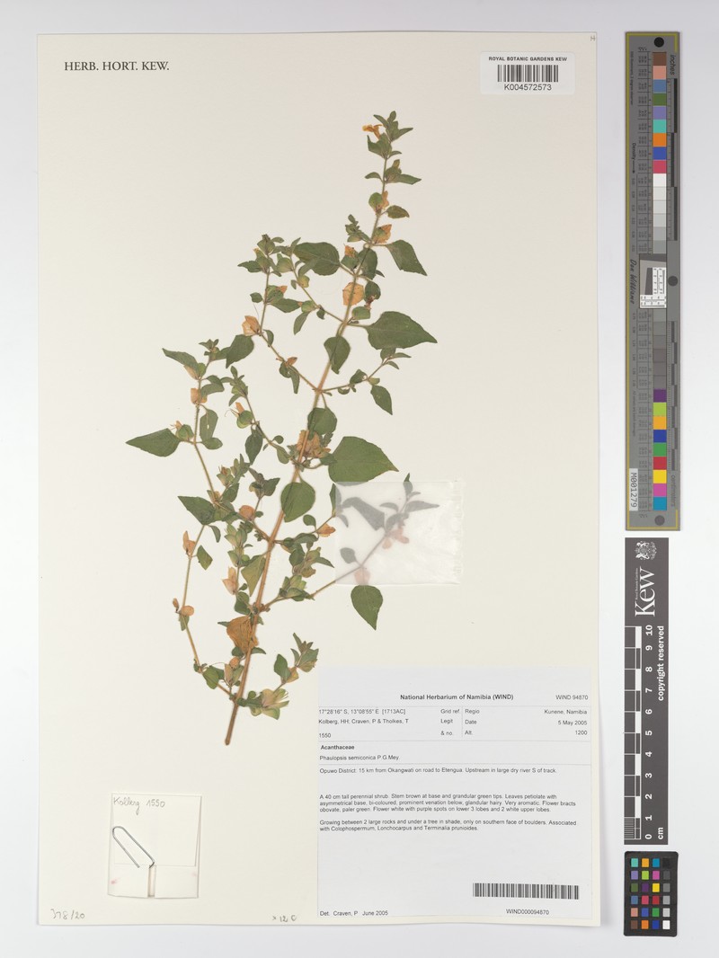 Phaulopsis semiconica
