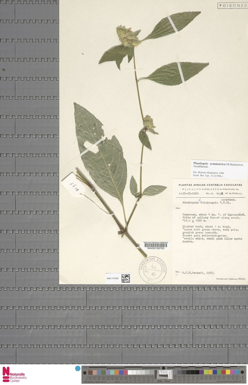 Phaulopsis symmetrica