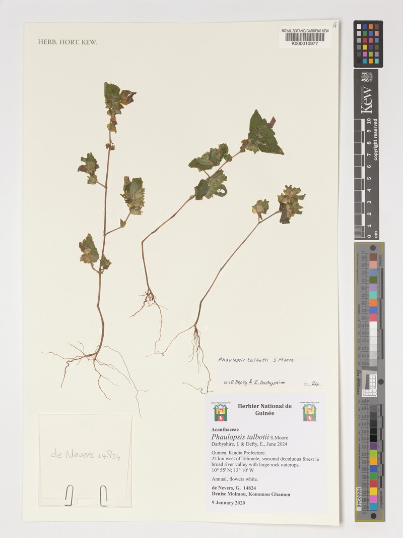 Phaulopsis talbotii