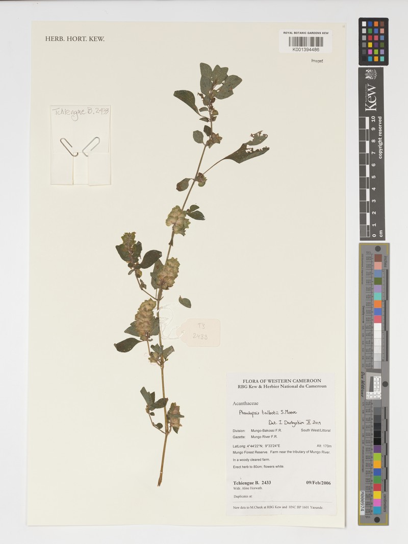 Phaulopsis talbotii photo 2