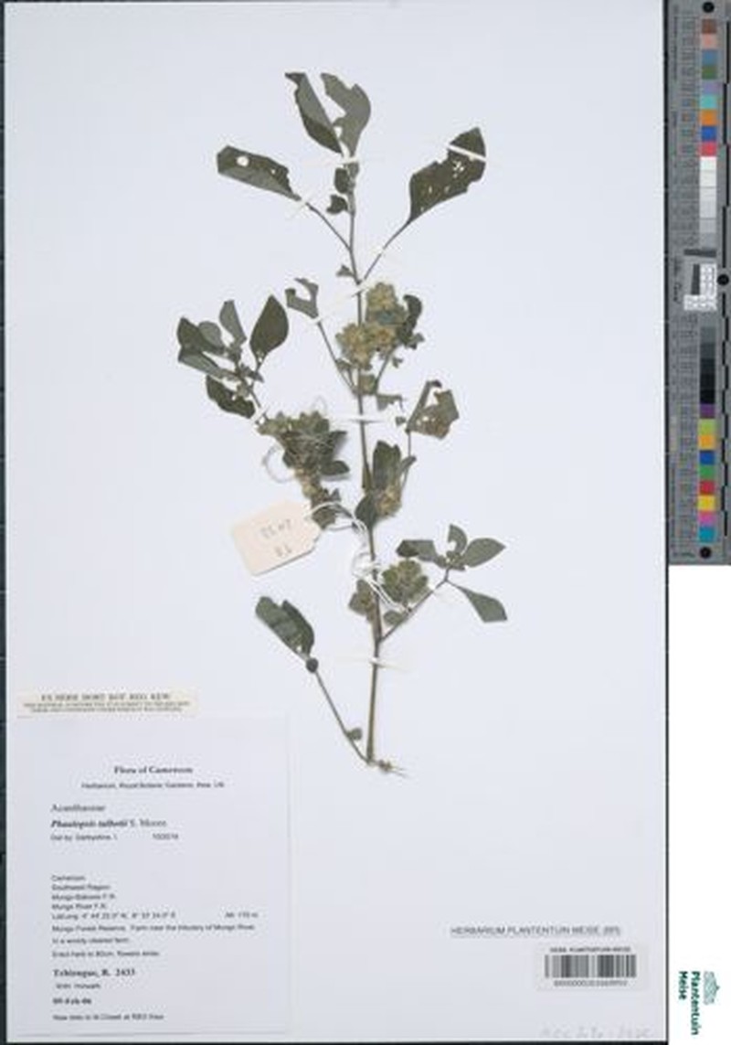 Phaulopsis talbotii photo 3