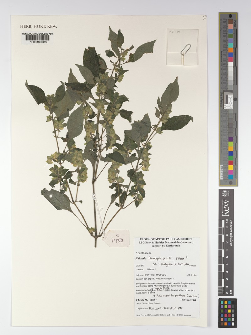 Phaulopsis talbotii photo 4