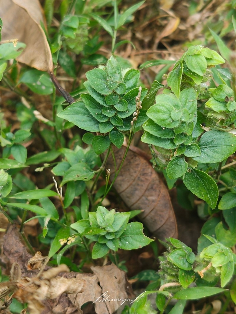 Phaulopsis verticillaris