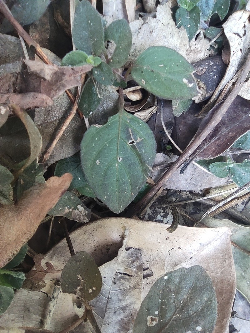 Phaulopsis verticillaris photo 3
