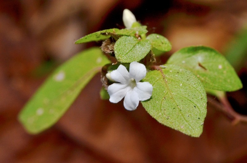Phaulopsis verticillaris photo 4