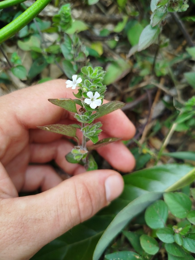 Phaulopsis verticillaris photo 5